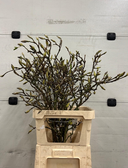 <h4>Magnolia Grillig</h4>