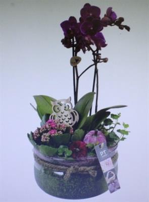 <h4>3344 PAARS BOSE PHAL</h4>