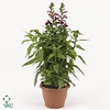 Lobelia speciosa 'Fan Burgundy'