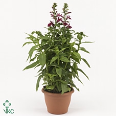Lobelia speciosa 'Fan Burgundy'