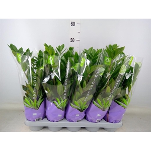 Zamioculcas zamiifolia