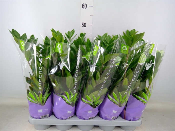 <h4>Zamioculcas zamiifolia</h4>