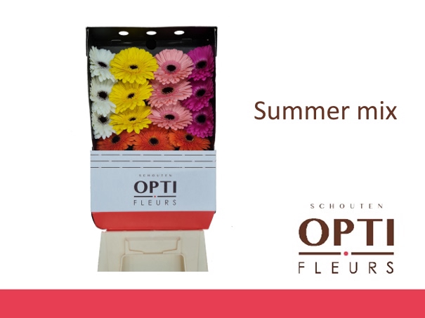<h4>Gerbera Mix Summer 5 kleuren Diamond</h4>