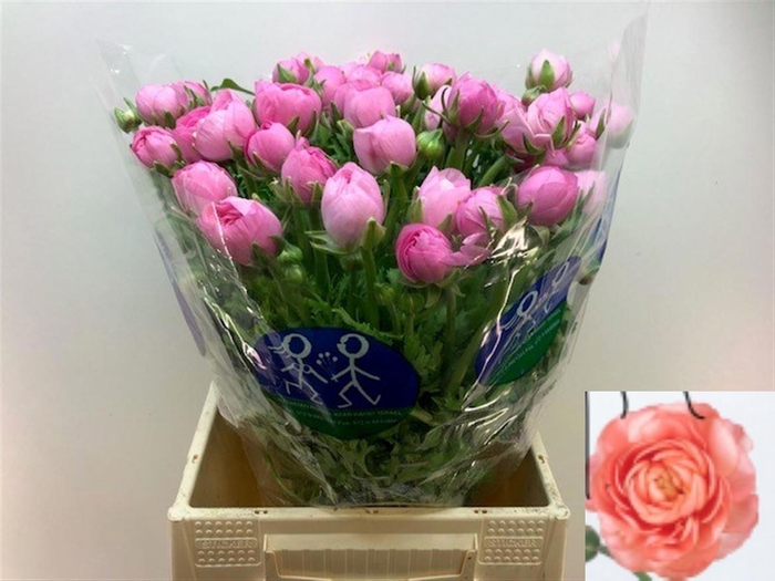 <h4>RAN EL PINK</h4>