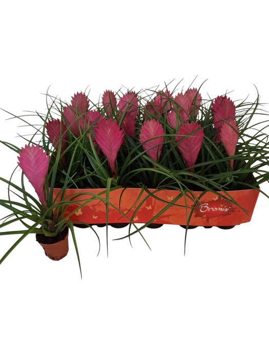 <h4>TILL CYANEA</h4>