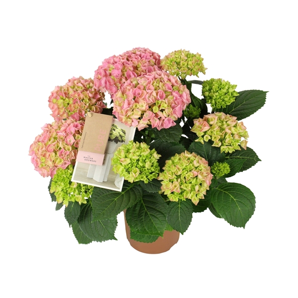 Hydrangea mac. Hi River Pink 5+ Flowers