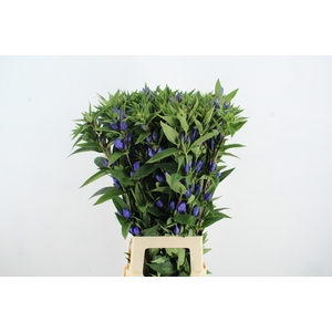 GENTI JUST BLUE ARTISTIEK