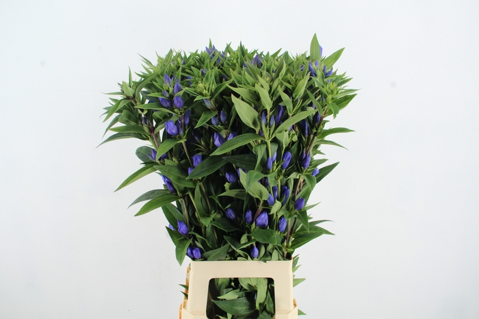 <h4>GENTI JUST BLUE ARTISTIEK</h4>