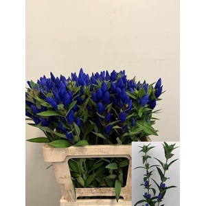 GENTI JUST BLUE