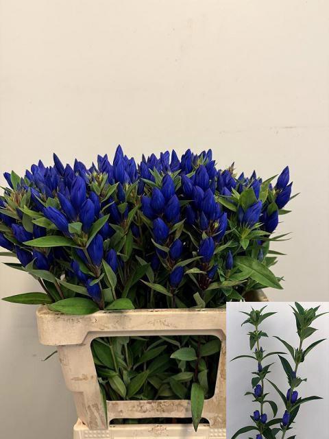 <h4>GENTI JUST BLUE</h4>