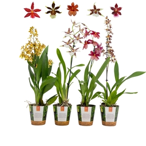 Inca Cambria mix 1 spike in Jungle cover