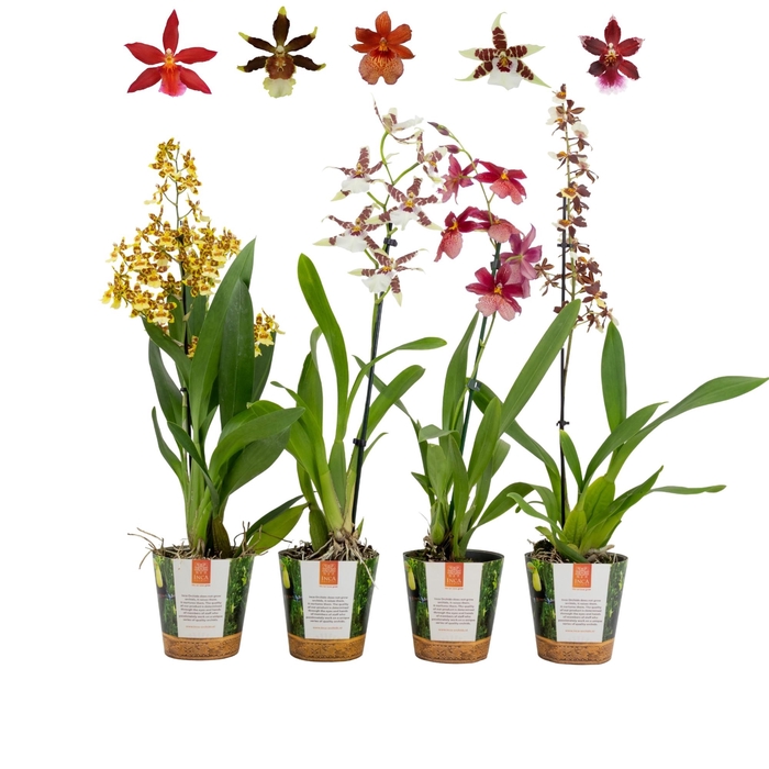 <h4>Inca Cambria mix 1 spike in Jungle cover</h4>