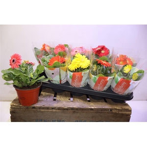 arr8 Ger Colourgame Gem