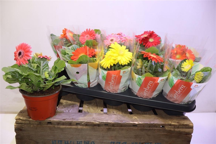 <h4>arr8 Ger Colourgame Gem</h4>