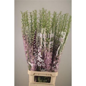 Delph El Dewi Fame Dark Pink