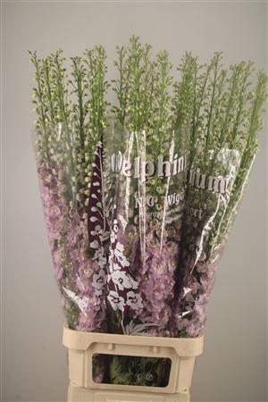 <h4>Delph El Dewi Fame Dark Pink</h4>