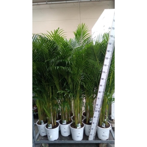 Dypsis lutescens   ...Chrysalidoca