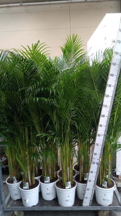 <h4>Dypsis lutescens   ...Chrysalidoca</h4>