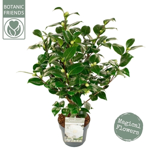 Camellia japonica