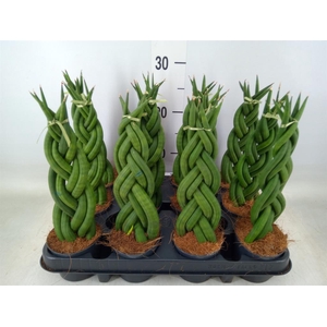 Sansevieria cyl.  ...