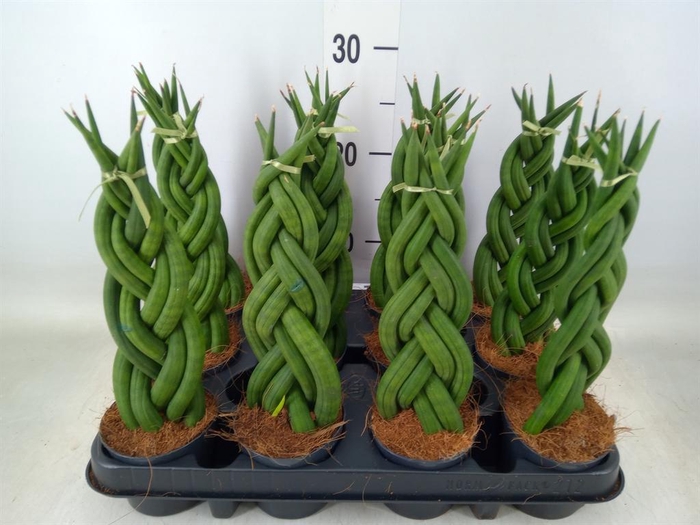 <h4>Sansevieria cyl.  ...</h4>