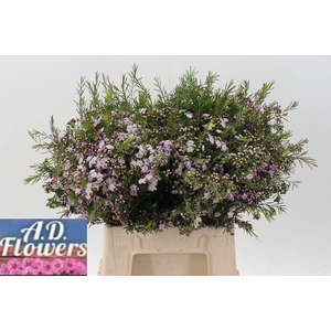 WAXFLOWER DANCING QUEEN CHAM UN DAN