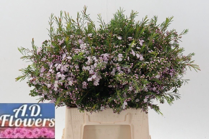 <h4>WAXFLOWER DANCING QUEEN CHAM UN DAN</h4>