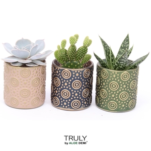TRULY Succulent Cactus, Serval Glass
