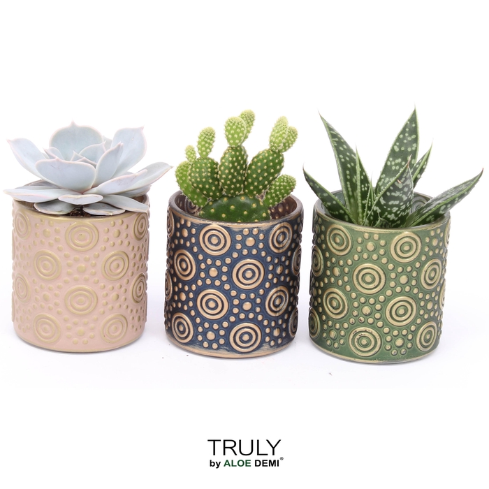 <h4>TRULY Succulent Cactus, Serval Glass</h4>