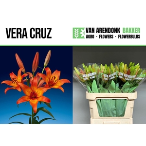 LI LA VERA CRUZ