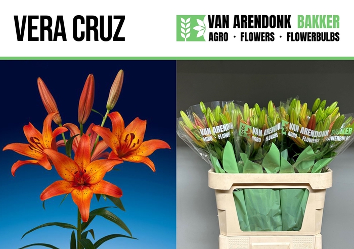 <h4>LI LA VERA CRUZ</h4>
