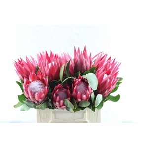 Protea Cy Madiba