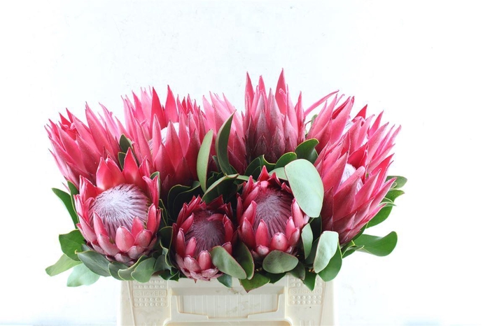 <h4>Protea Cy Madiba</h4>