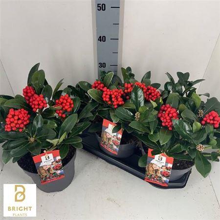 <h4>Skim J Temptation 3-4</h4>