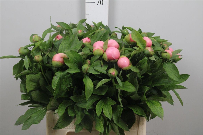 <h4>Paeo L Salmon Chiffon</h4>