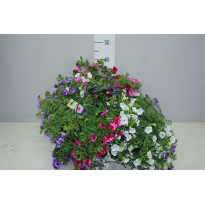Calibrachoa Hangpot Trixie Lollipop