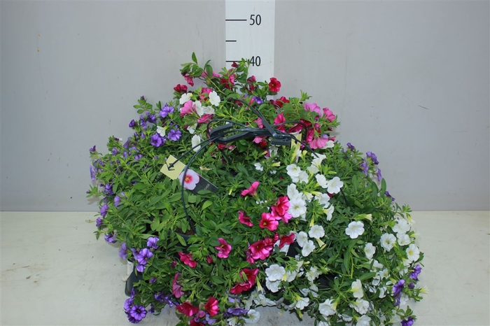 <h4>Calibrachoa Hangpot Trixie Lollipop</h4>
