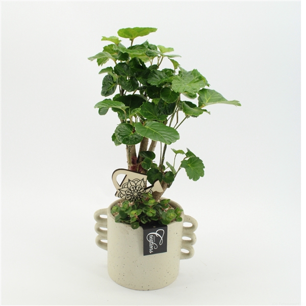 <h4>GRCR-2525 Green Essentials</h4>