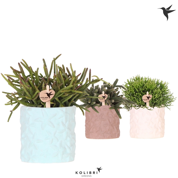 <h4>Rhipsalis gemengd</h4>