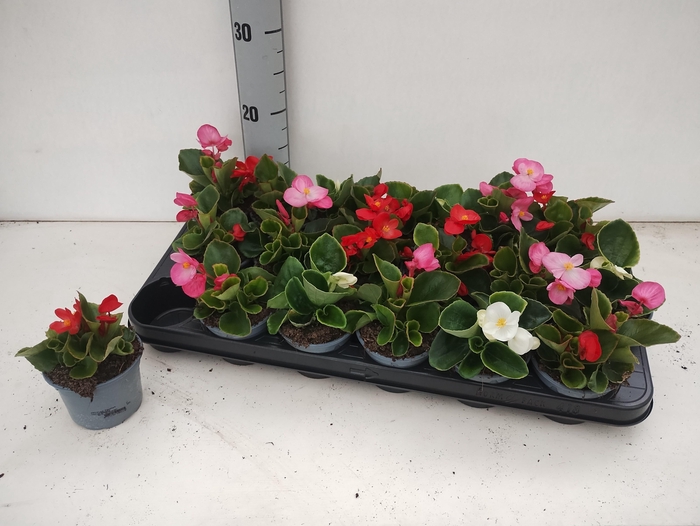 <h4>BEGO SE GEM</h4>