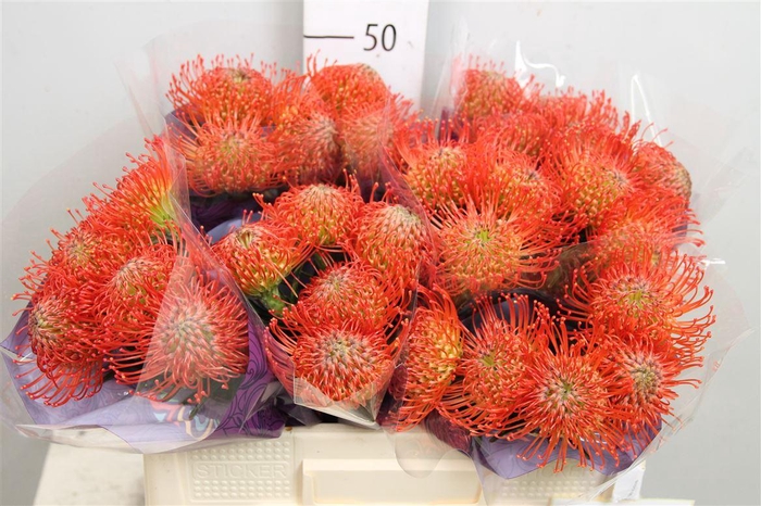 <h4>Leuco Succession</h4>