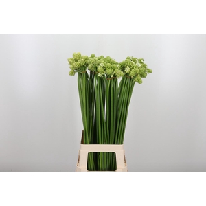 Ornithogalum Saundersiae