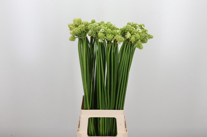 <h4>Ornithogalum Saundersiae</h4>