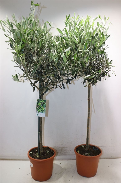 <h4>Olea Europaea</h4>