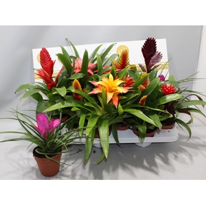 BROMELIA GEM