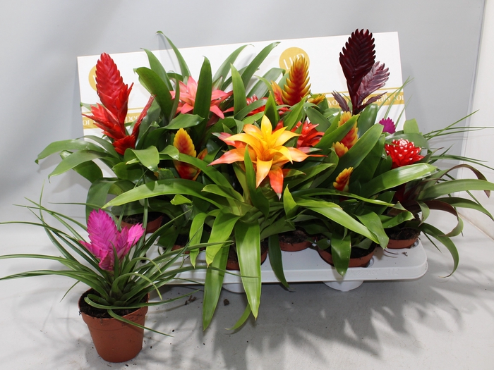 <h4>BROMELIA GEM</h4>