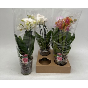 PHAL GEM