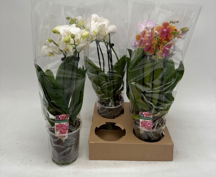 <h4>PHAL GEM</h4>