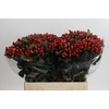 Hypericum True Romance
