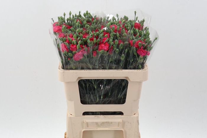 <h4>Di Symply Sweet It</h4>